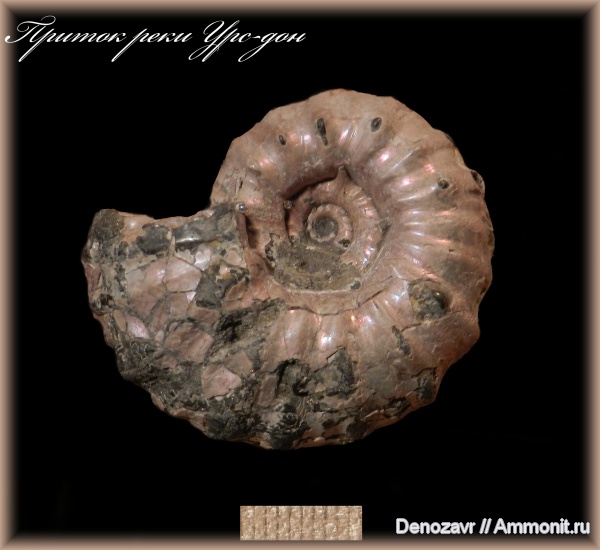 аммониты, моллюски, Epicheloniceras, Ammonites, Epicheloniceras martini