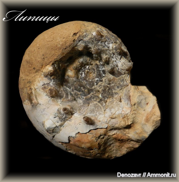 аммониты, моллюски, кимеридж, Ammonites, Липицы, шипы, Aspidoceras, Aspidoceratinae, Kimmeridgian, Upper Jurassic