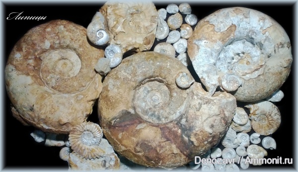 аммониты, моллюски, кимеридж, Aulacostephanus, Ammonites, Липицы, Sutneria, Aspidoceras, Aspidoceratidae, Aulacostephanidae, Kimmeridgian, Upper Jurassic