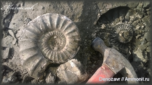 аммониты, моллюски, Binatisphinctes, келловей, Ammonites, Binatisphinctes comptoni, Callovian, Middle Jurassic