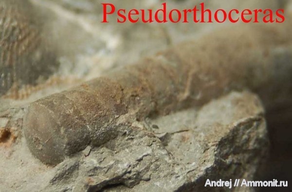 девон, головоногие моллюски, Devonian, Pseudorthoceras
