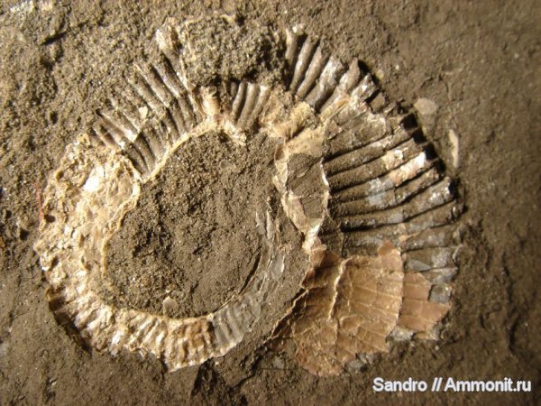 гетероморфные аммониты, Koeneniceras, heteromorph ammonites