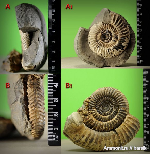 аммониты, ушки, Parkinsonia, устье, Ammonites, Microconchs, lappets
