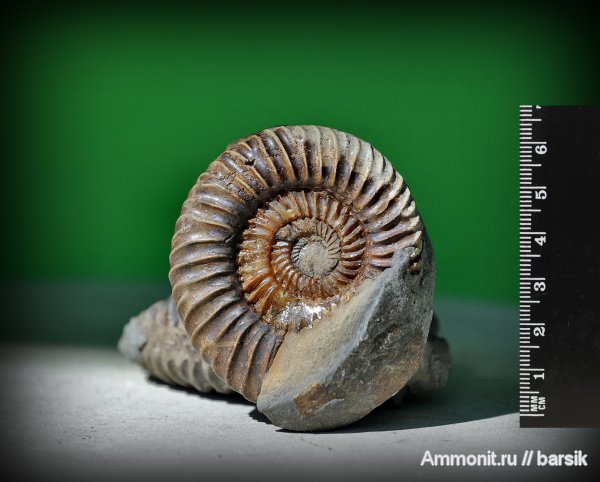 аммониты, Ammonites, Spiroceratidaе
