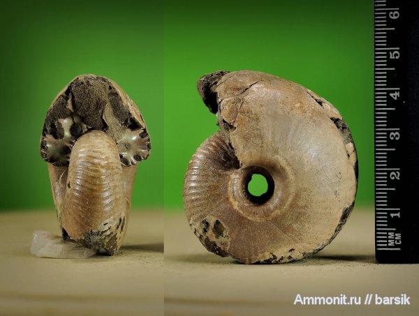 аммониты, Funiferites, Funiferites allae, Ammonites