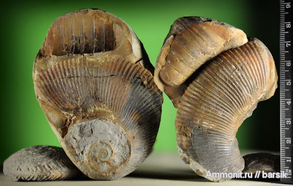 аммониты, Dinolytoceras zhivagoi, Dinolytoceras, Ammonites