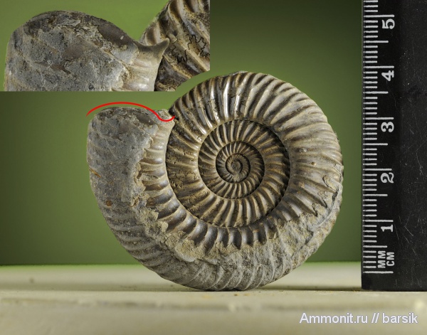 аммониты, Parkinsonia, устье, Ammonites, Parkinsoniidae