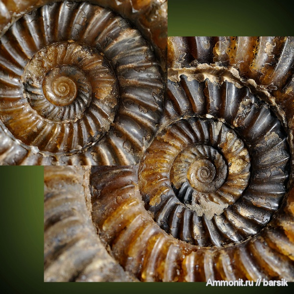 аммониты, Parkinsonia, Ammonites, аммонителла, ammonitella, Parkinsoniidae