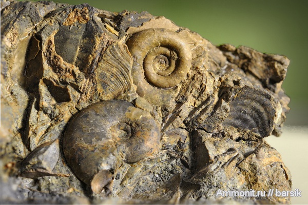 аммониты, Ammonites, Lytoceratina, ааленский ярус
