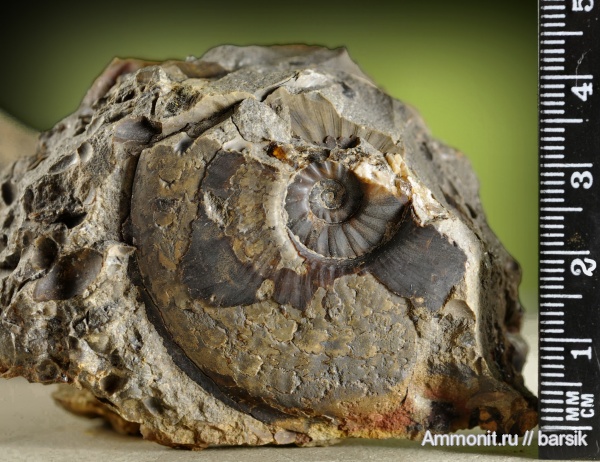 аммониты, Ammonites, Pleydellia, Grammoceratinae