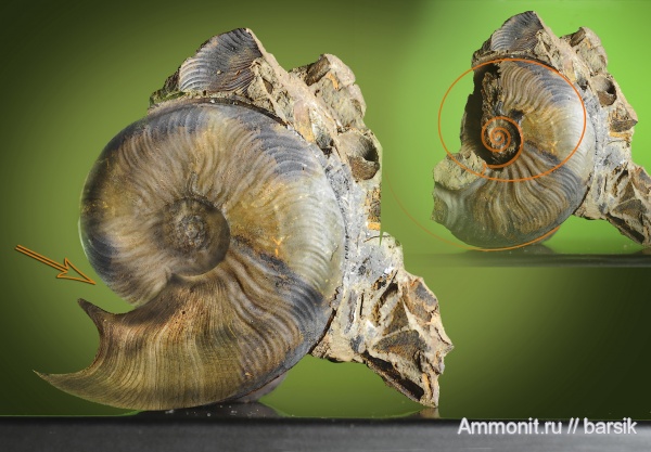 аммониты, юра, Ammonites, Leioceras, Graphoceratidae, аален, Aalenian, Jurassic
