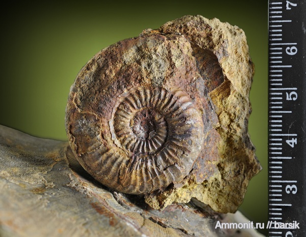 аммониты, Ammonites, ааленский ярус, Staufenia