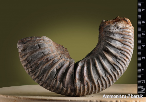 аммониты, байос, Stephanoceratidae, Ammonites, Garantiana, Bajocian