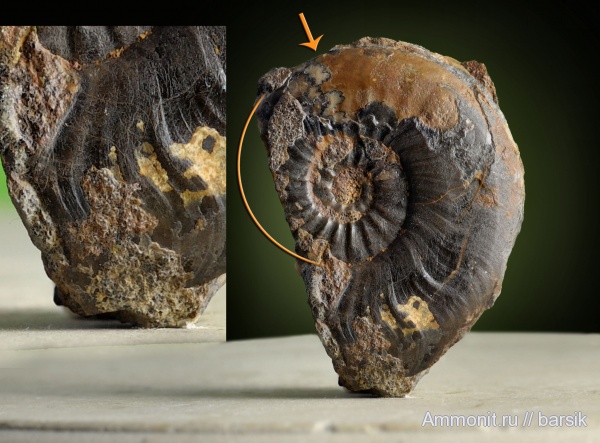 аммониты, тоар, Ammonites, Pleydellia, Toarcian