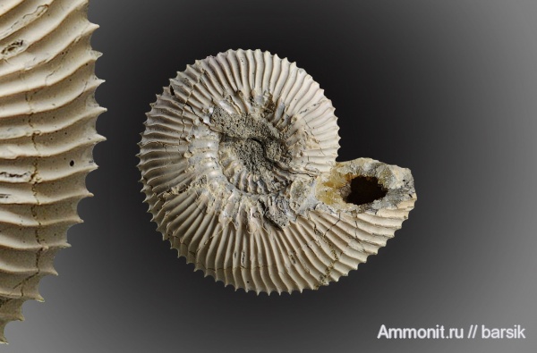 аммониты, Kepplerites, Ammonites