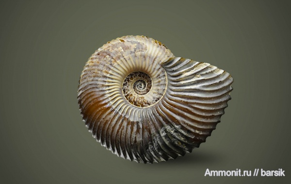 аммониты, Pseudocadoceras, Ammonites, muscle scars, отпечатки мускулов