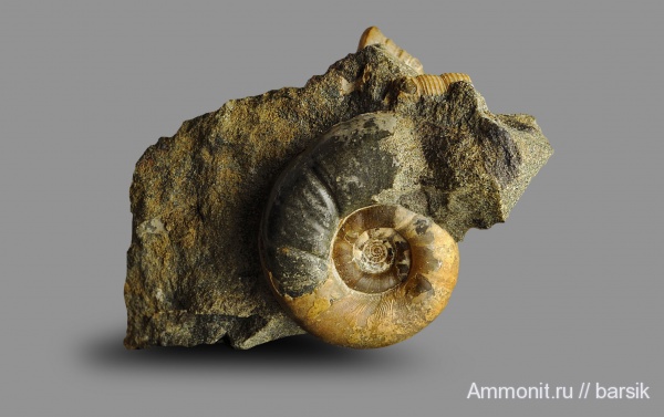 аммониты, мел, Ammonites, Eogaudryceras, Eogaudryceras duvali, р. Курджипс, Cretaceous