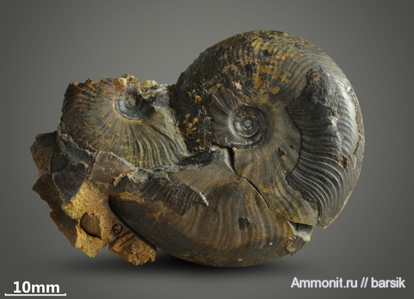 аммониты, Ammonites, Leioceras opalinum, Leioceras, ааленский ярус
