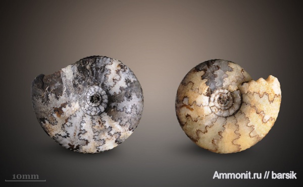 аммониты, Craspedites, Ammonites, Craspedites nodiger, Craspeditidae