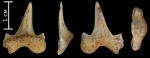 Зуб  Cretalamna 18 мм