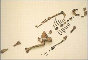 Найдены останки гоминида возрастом 3,5–3,8 млн лет