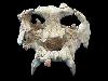 Найден еще один череп древнего примата