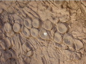 Гигантский спрут из триасового периода и очередная палеонтологическая псевдосенсация