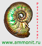 ammonit.ru