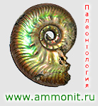 Палеонтология, Paleontology, Ammonit.ru