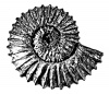 Ammonite73