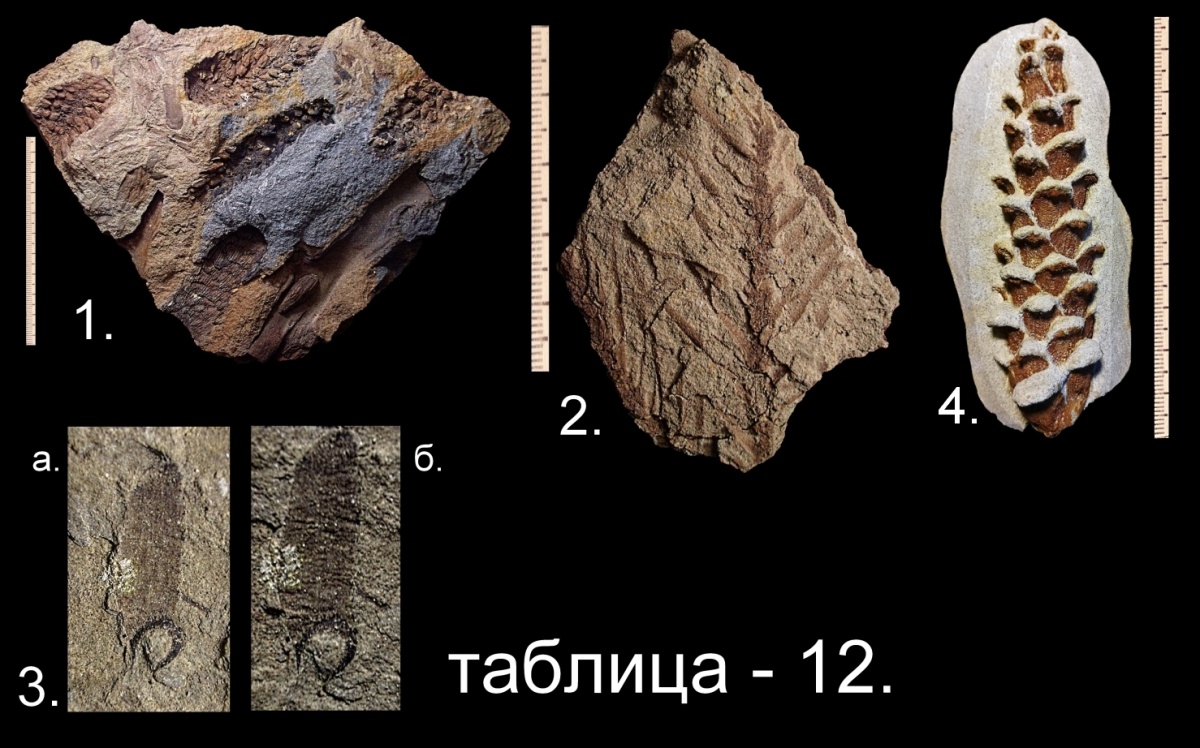 Период мезозоя сканворд 5. Окаменелости кайнозоя. Мезозой полезные ископаемые. Мезозой останки. Ископаемые сосны.