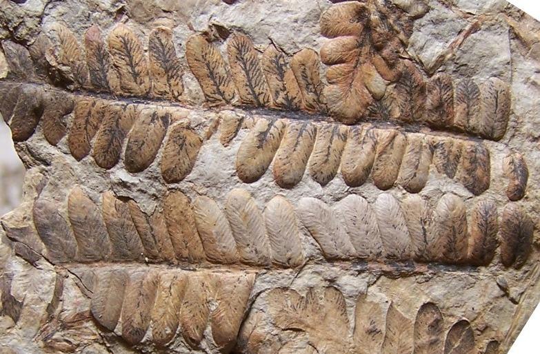 Какие породы образуются из останков живых. Семенные папоротники окаменелости. Мшанки палеозоя. Каменноугольный период фоссилии. Аммониты палеозоя.