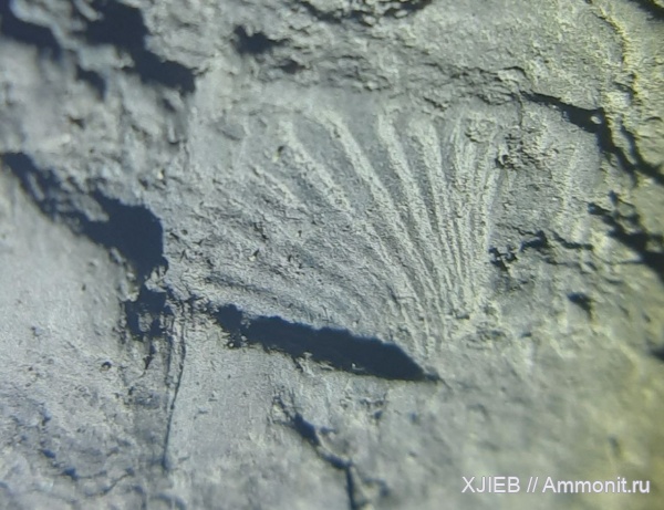 брахиоподы, карбон, палеозой, Hustedia, визейский ярус, Томск, hustedia radialis