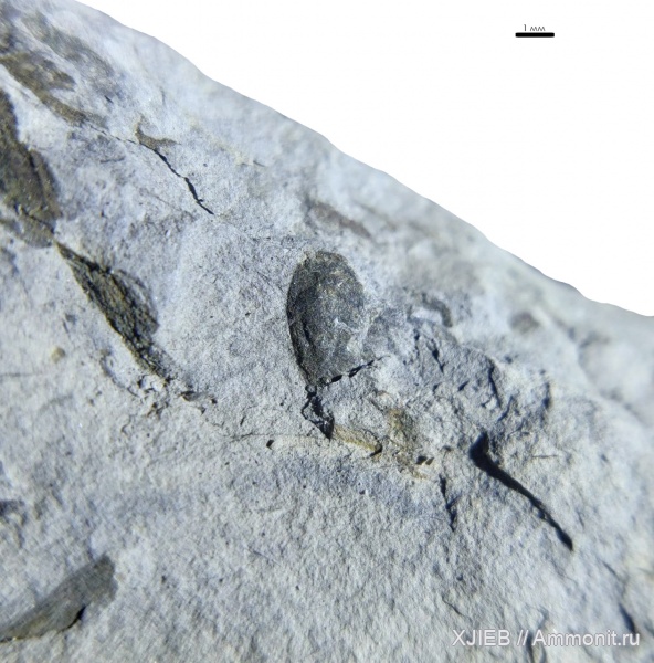 карбон, растения, палеозой, серпуховский ярус, Томск, Angarocarpus