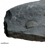 Aviculopecten sp.