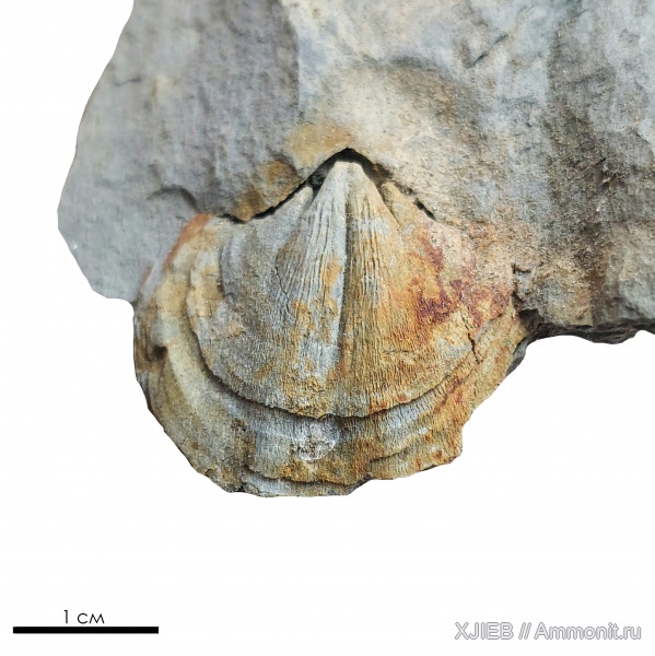 брахиоподы, карбон, палеозой, Spiriferida, серпуховский ярус, Томск, torynifer
