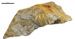 Spiriferina octoplicata Sow.