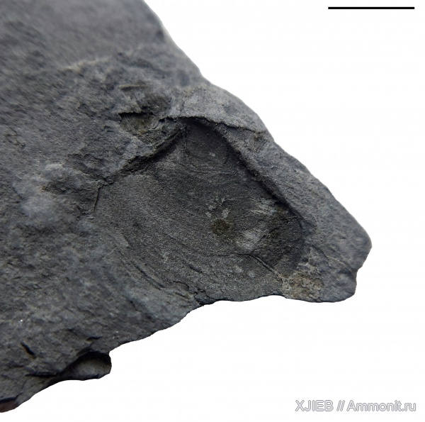 карбон, палеозой, двустворчатые моллюски, гребешки, серпуховский ярус, Aviculopecten, пелециподы, Томск