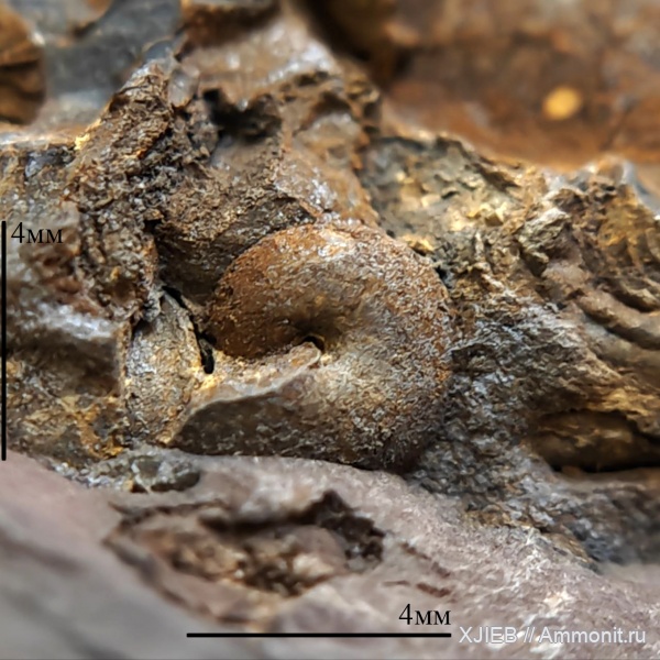 гастроподы, карбон, палеозой, башкирский ярус, Bellerophontoidea, Томск, Tropidocyclus duchastelii, Tropidocyclus