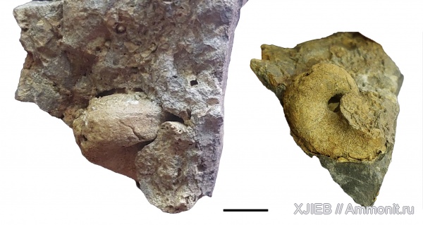 гастроподы, карбон, палеозой, серпуховский ярус, Томск, mourlonia