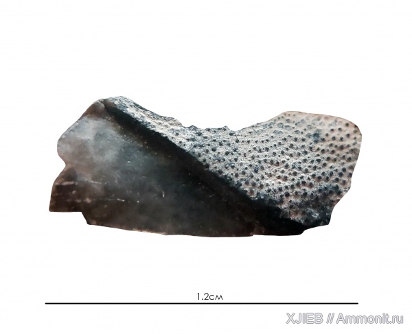 Ледниковые отложения Калининградской области