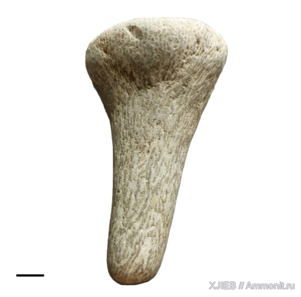 мел, губки, Калининградская область, Rhizopoterion