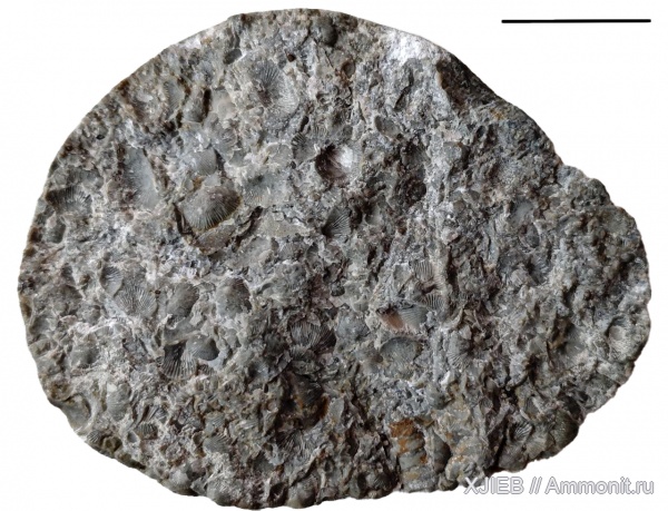 брахиоподы, силур, палеозой, Orthoceras, Калининградская область, Protochonetes