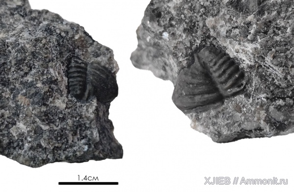 трилобиты, силур, палеозой, пигидий, Calymene, Калининградская область