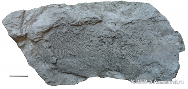 карбон, мшанки, палеозой, Fenestella, визейский ярус, Томск, fenestella plebeja