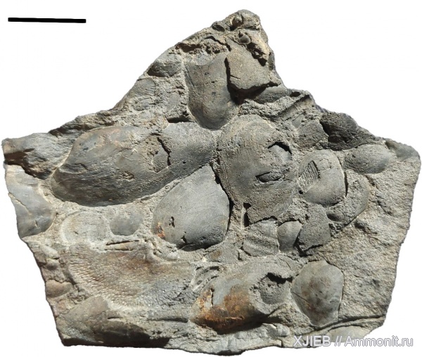 брахиоподы, карбон, палеозой, двустворчатые моллюски, Chonetes, башкирский ярус, пелециподы, Astartella, Томск, ctenodonta