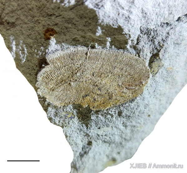 брахиоподы, карбон, палеозой, серпуховский ярус, Schuchertella, Томск, schuchertella tomskiensis