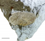 Schuchertella tomskiensis Jan.