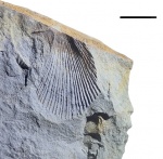 Aviculopecten planoradiatus M'Coy.