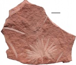 Ginkgoites sibirica (Heer)